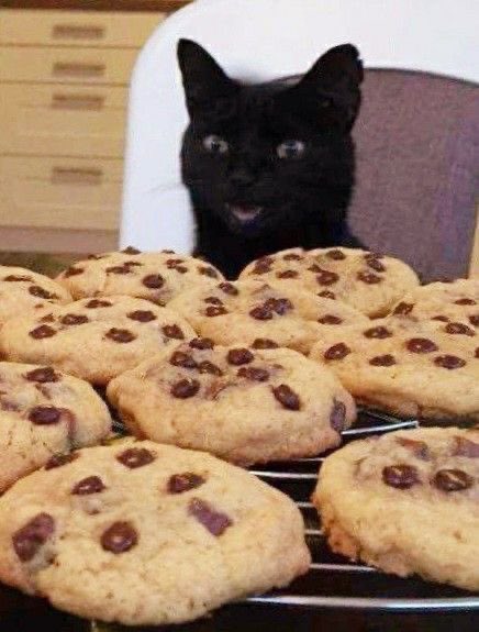 blackscats's tweet photo. https://t.co/X1h5cmf0xz
