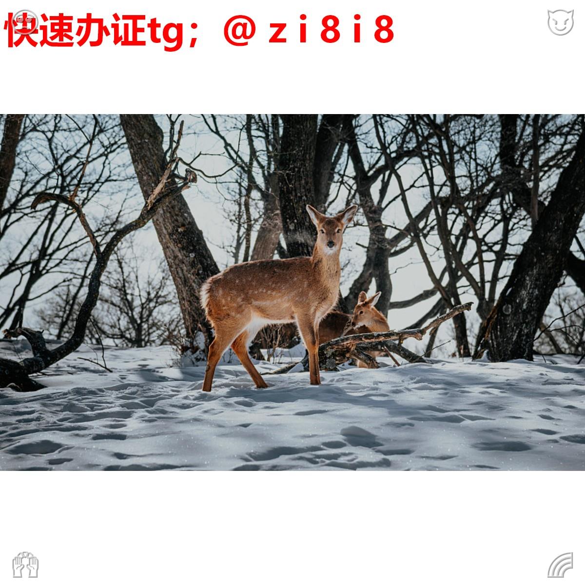 ivanxhtry's tweet photo. 🦽办证🦍刻🦏章🤿
🐍专业🌤快速🚁安全👊
😅诚信第一 ⛑支持🎂担保🦚
点这👉 @axjRk2eOnDHAl7j

意大利 乌拉圭 巴布亚新几内亚 智利 布隆迪 护🎒照、签🚞证、身份👈证🤴
办🧫可查🍸毕业🧪证⚱网络教育👑农学学士学位证书❄️管理学学士学位证书🧖烟草证😳监理工程师证🎏注册消防工程师证😣钳工证 https://t.co/L2mFruadw6