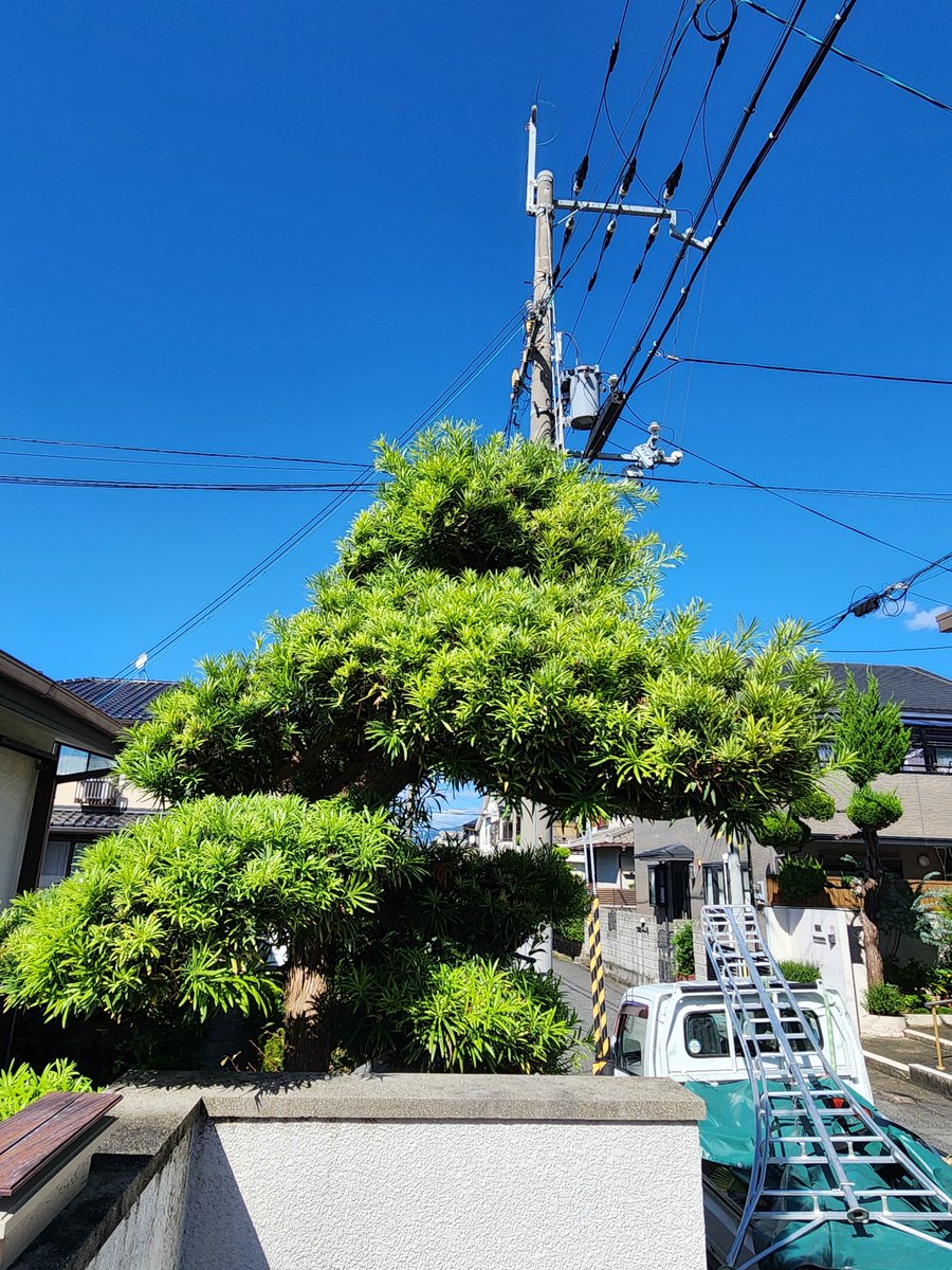 Sukettosani's tweet photo. 最近は部屋の片付け、剪定をしております。

実は肋骨骨折しておら、約三週間が過ぎました。

仕事はしておりますが、趣味のランニングができず。 https://t.co/OhNty62yYS