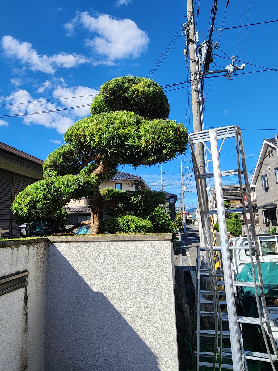 Sukettosani's tweet photo. 最近は部屋の片付け、剪定をしております。

実は肋骨骨折しておら、約三週間が過ぎました。

仕事はしておりますが、趣味のランニングができず。 https://t.co/OhNty62yYS
