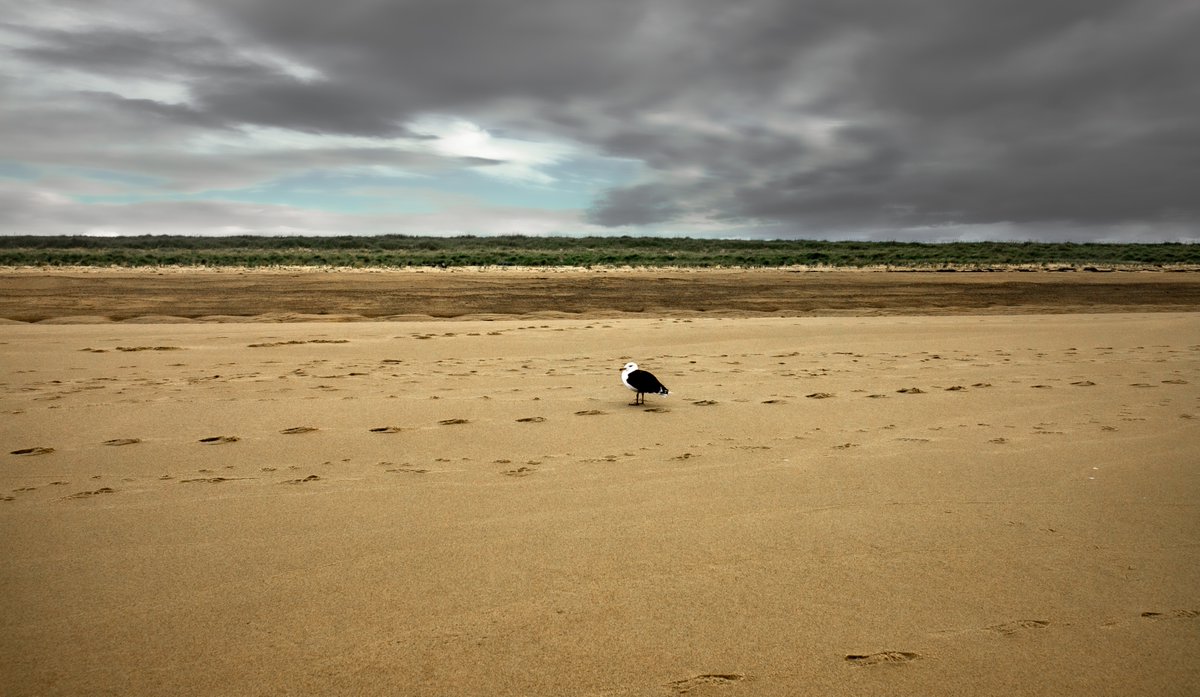 fotogosaurus's tweet photo. Chekhov's Lament https://t.co/nIAZ60fIrh #CapeCod #NewEngland #Seagull #AnimalPortrait #bird #SeaShore #Chekhov #moment #Think #reflect #wonder #InYourSpace #AtHome #Canon #beach #meditation #October #Fall #Autumn https://t.co/16RlxkA12S