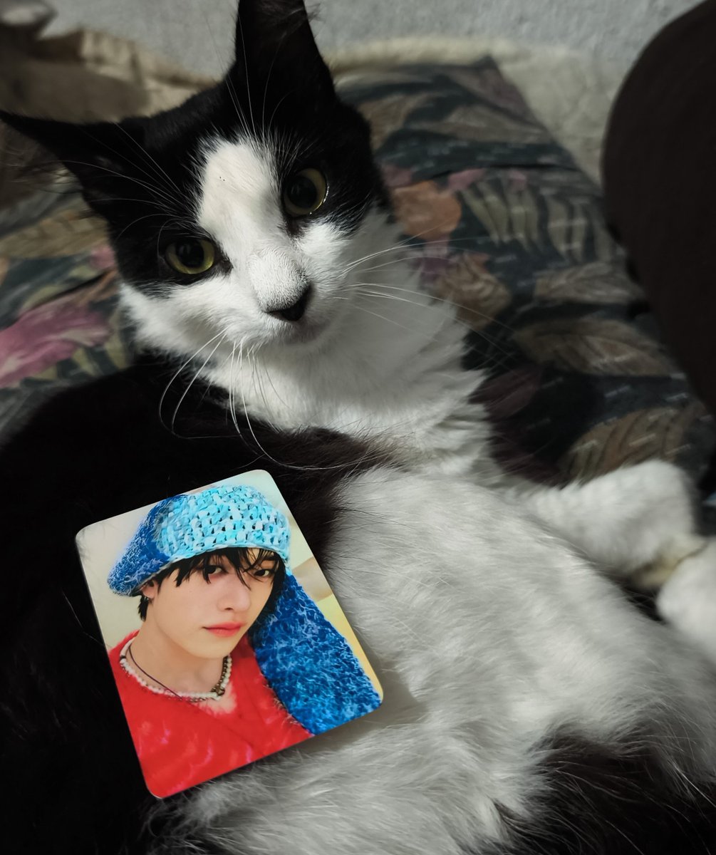 _carlalalay's tweet photo. passando aqui pra dar feliz aniversário pro melhor líder do k-pop (quem discorda vai ter que estar discordando da própria casa

#스테이의_영원한_자부심_방찬
#BangChanEmpireOfTalent
#HappyBangChanDay https://t.co/pKZ8VYo4PK