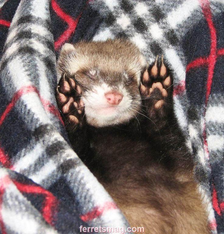 notrllyaghost's tweet photo. @LabiLabirhin talk to the paw! https://t.co/BQJyniVl4z