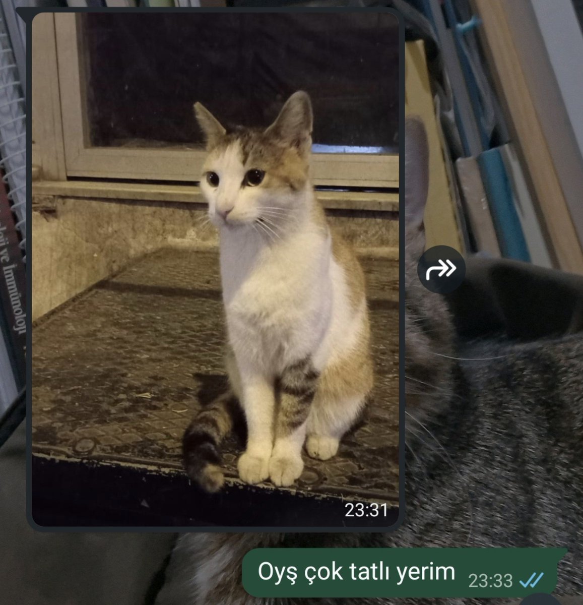 lojin2323's tweet photo. gördüğü her kediyi bana atıyo ağlıcam 🥹🥹🥹 https://t.co/7nUQQ0Ukwz