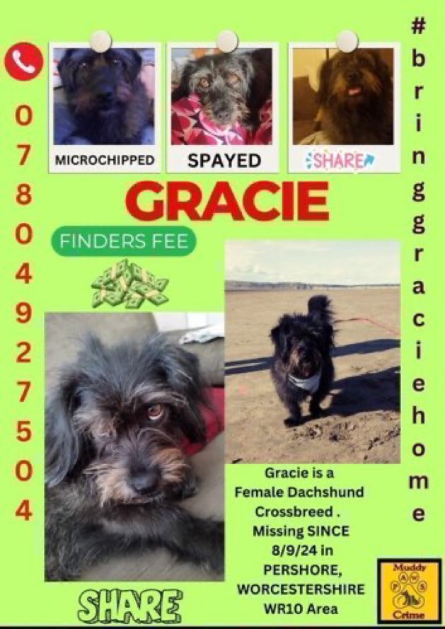 LisaClareRead2's tweet photo. 2 years &amp; Gracie is still missing 😢💔
She went missing on 8th September 2024 in the Pershore area #WORCESTERSHIRE 
She’s a long hair #dachshund type dog,have you seen her?
Please help get her home 🏠 
 ⬇️ 
https://t.co/WBquDcAjv7
#FridayVibes 
 #WR10 #BringGracieHome https://t.co/iMDBlzq6ZZ