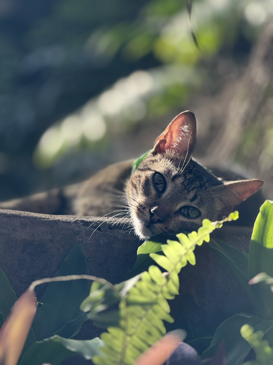 SometimesImBadd's tweet photo. Meow meow https://t.co/ZpxtGDbs9f