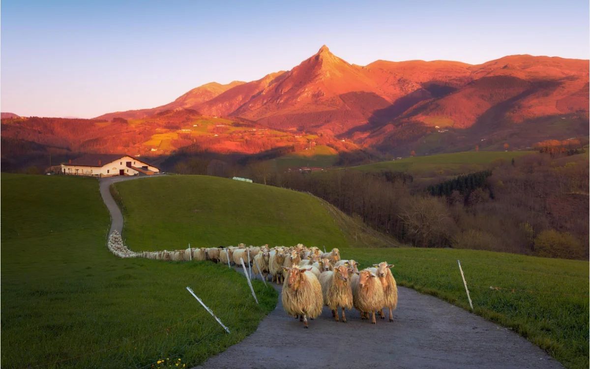 bianet_org's tweet photo. #biamag | Bask ülkesinde Transhumance ve kolektif hayat - 1

"Hayvancılık burada yalnızca geçim sağlamanın bir biçimi değil; aynı zamanda toprağın, hayvanların, emeğin ve gündelik hayatın birlikte örgütlendiği bir yaşam kültürünün parçası."

✍️  Ercan Jan Aktaş

https://t.co/LxMQH2dFbg