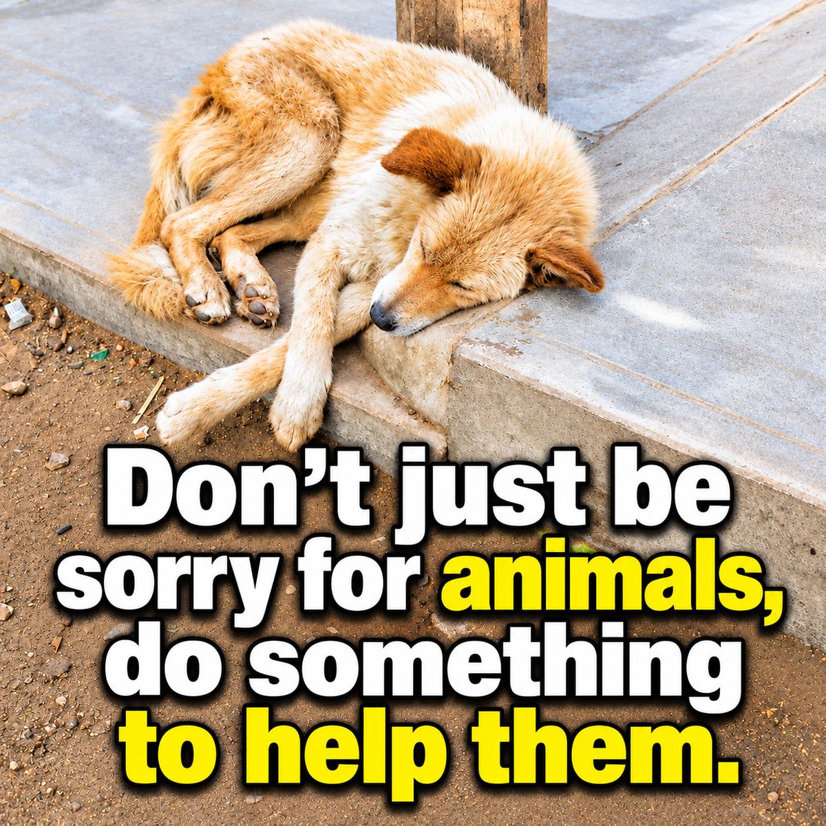 lwb22028's tweet photo. #GoVegan #BeVegan #WhyVegan #Vegan #AnimalRights #Animal #비건 #채식 #비건채식 EVERY ANIMAL FEELS PAIN. Animals are not Food. Meat is Murder Go Vegan. Choose Compassion Choose Vegan. be vegan. why vegan. Meat is Animal Cruelty. Meat is Violence. https://t.co/Cg7VJOKguF