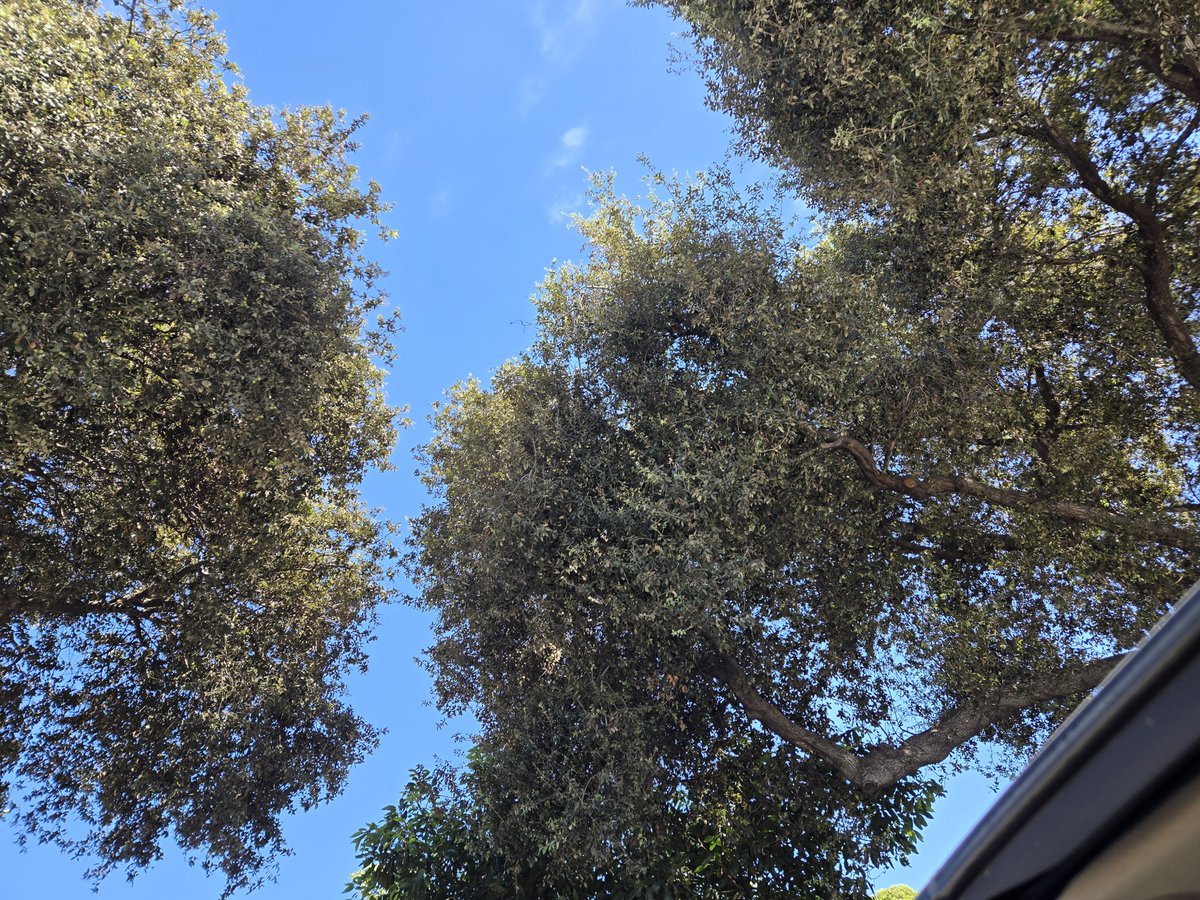 SusanLDorazio's tweet photo. Welcome to the weekend 🌳 

#FriYAY #ThatFridayFeeling #WeekendVibes #WelcomeToTheWeekend #MoonRoofView #CheersToTheWeekend #LoveWhereILive https://t.co/G0Npgs7HiR