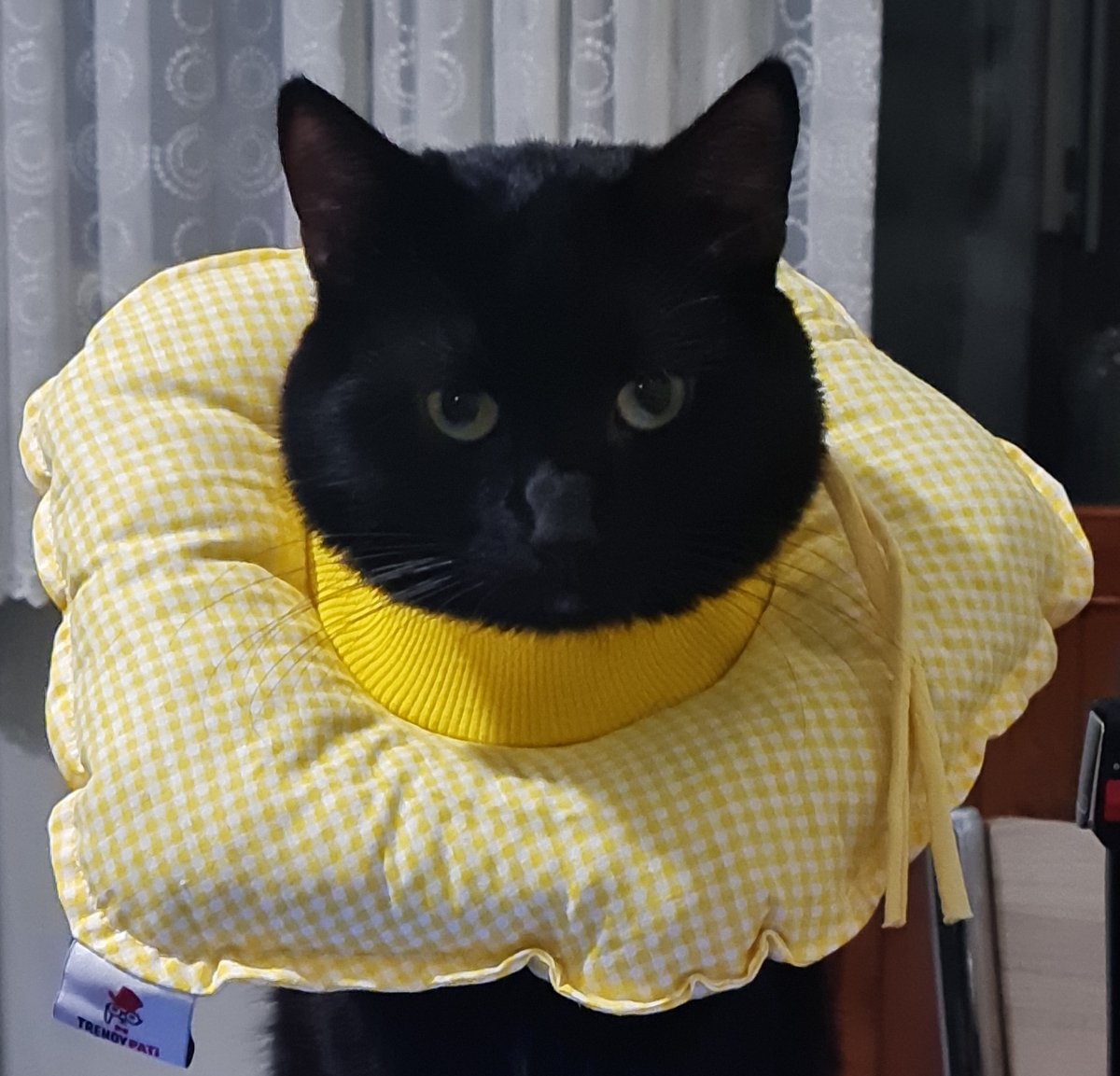 dethreg's tweet photo. @frieren_babe Fuck emojis i spam my actual cat everywhere https://t.co/0MChPkcrXl