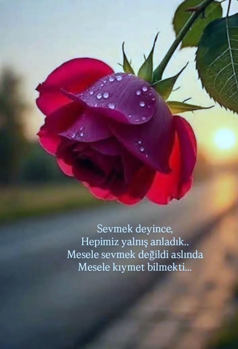 _yagmur_sima's tweet photo. ...... 

🌹💫 https://t.co/FG0ik8MqAA