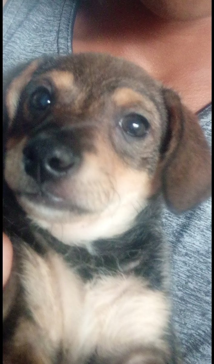 MoreiraMoise's tweet photo. Deixar registrado my dog https://t.co/GwNKrVn9di