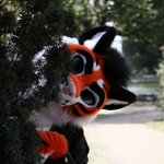 Photo by Tycho / Arush (@wereNwolf)