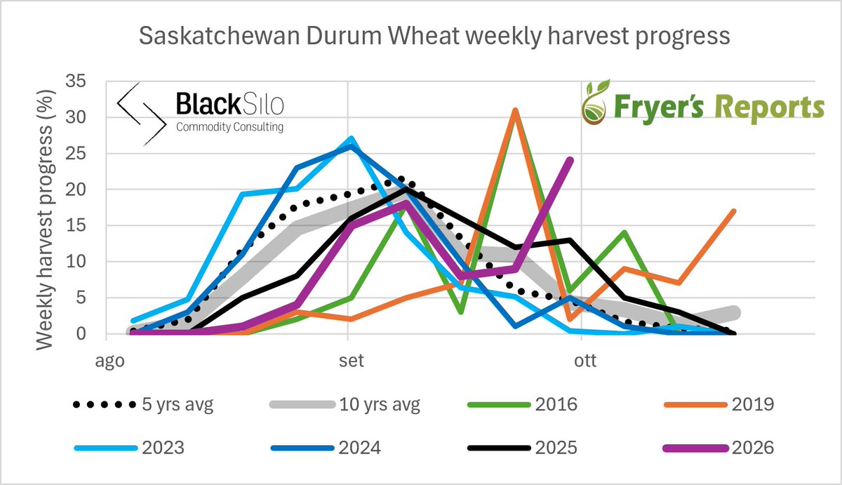 spiga_dorata's tweet photo. As of September 28, a big jump was made in durum harvest in Saskatchewan ➡️ 79% done, up from 55% of last week 📈

Quality not quantity remains the main concern ⚠️
Only 143 samples from Saskatchewan analyzed by the Canadian Grain Commission as of September 28**, but the first results show protein levels below average on CWAD N.1 at ➡️ 12,9% and overall at ➡️ 13,2%
Likely a combined effect of high yields and rains

Main dowgrading factors (until now) are Test Weight, Vitreous, Fusarium Damage and Shrunken Kernels for the lowest grade... 👀 👇

45% of samples was graded as N.1 and 30% graded as N.2, while 25% graded as N.3 or lower *** 

Much more samples to come and final percentages destinated to change...so stay tuned! 🤠

#durumwheat #bledur #granoduro #Canada 🌾🇨🇦