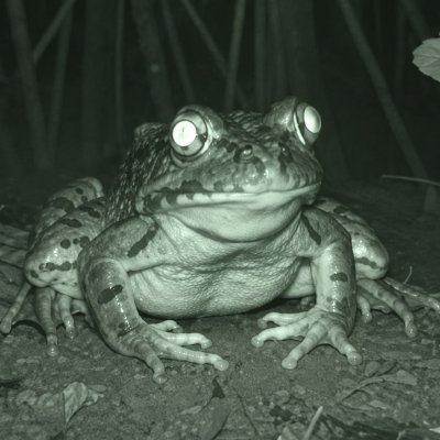 mrowlreal's tweet photo. @frongcommunity @RobinhoodCrypto Its frong babeeyyyhhh 🐸 https://t.co/6bY9TJbhle
