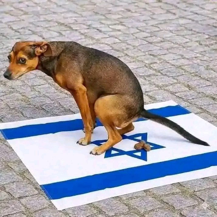 IBRAHIMHAS717's tweet photo. @WorldExotic21 FVCK PISSRAEL https://t.co/iMzHitCtXq