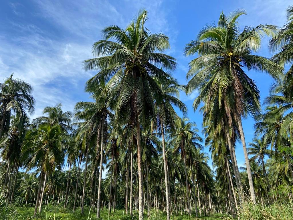 usainbolt's tweet photo. 🌴🇯🇲 https://t.co/EOd2Gbyb7j