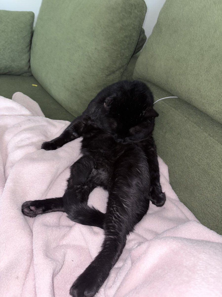 JackieChabs's tweet photo. I think it is a bad idea for animal shelters to put a pause on adoptions around Halloween for a myth. Black cats spend longer in shelters because of these myths about them and the shelters are perpetuating it. I also just love my weird ass black cat https://t.co/bwYlj5Pkiz