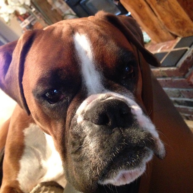 ElizabethW76149's tweet photo. Piper is sleepy https://t.co/XObOePD8ei