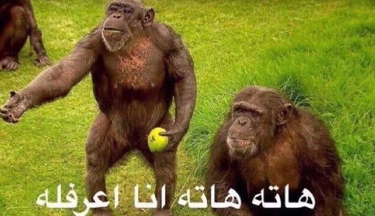 s_a_rf's tweet photo. @iM9HFC عطوني عطوني جوجو اسكتها https://t.co/V2hY8INime