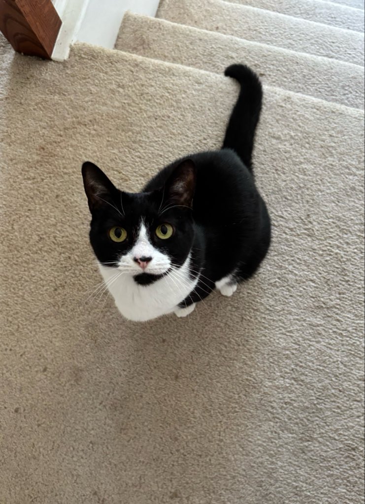 SophieMolly20's tweet photo. Hewwo I’m Sophie, have a great day! 💕🐈
#CatsOnTwitter #CatsOnX https://t.co/zNTwAMFdeG