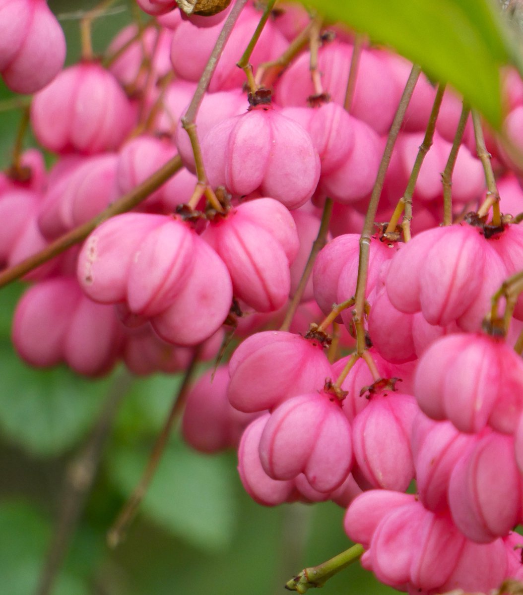 beatricegroves1's tweet photo. One of the most beautiful berries - the joyously pink spindle berry🩷🧡🩷
They hang from thin, straight branches, once used to make spindles, hence the name🩷
In the Language of Flowers spindles mean 'your charms are engraven on my heart'📚🩷📚#folklore https://t.co/Wj32a0IoRB