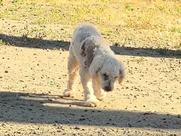 eltuitdemarsh's tweet photo. Urgente! Este perrito se encuentra Avenida Brasil, frente al Liceo Matilde Brandau de Ross. Está muy desorientado y, al parecer, herido. Favor RT por si su familia lo está buscando u otra desea darle un hogar!
#SantiagoCentro https://t.co/gZVNeEdXRP
