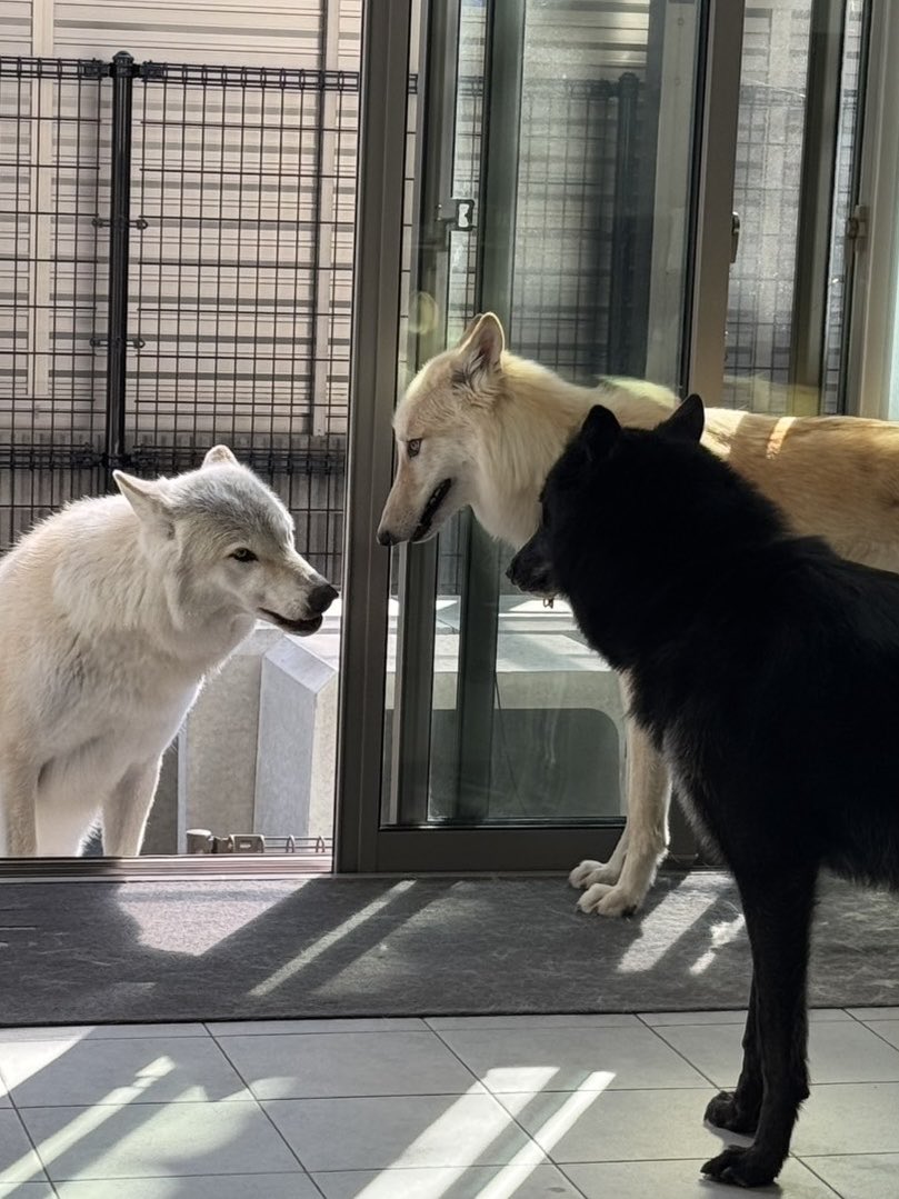 nao_kun_wolfdog's tweet photo. 遠方から遊びに来てくれました✨
ラルフちゃんとジェシカちゃんです💓
#wolfdog #ウルフドッグ #オオカミ犬
#狼犬 https://t.co/PTb4vGNkV5