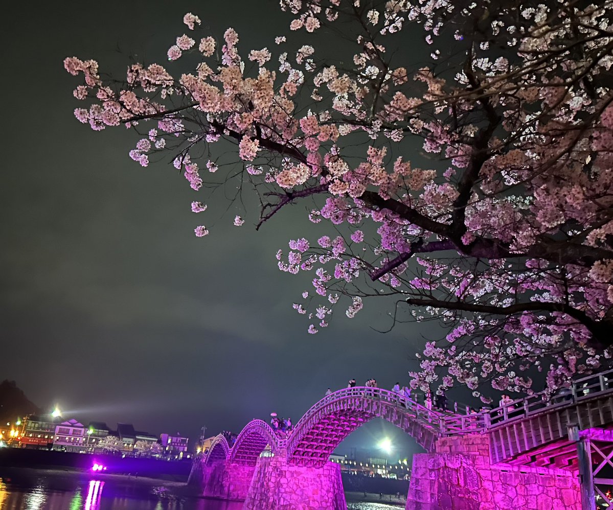 ykmeiling8811's tweet photo. 岩国・錦帯橋付近が故郷の自分🌸
今回、宇野千代がモデルの「ブラッサム」放送が嬉しく誇らしい🌟
そして、継母役の国仲凉子さんが山口県に来られて嬉しい😃
その桜も美しい錦帯橋…🌸
随分前から「世界遺産」を目指してる☝️
どうか、これを機会にもっと宣伝して！
錦帯橋を世界遺産にして欲しい🙏 https://t.co/bf5trxlWIS