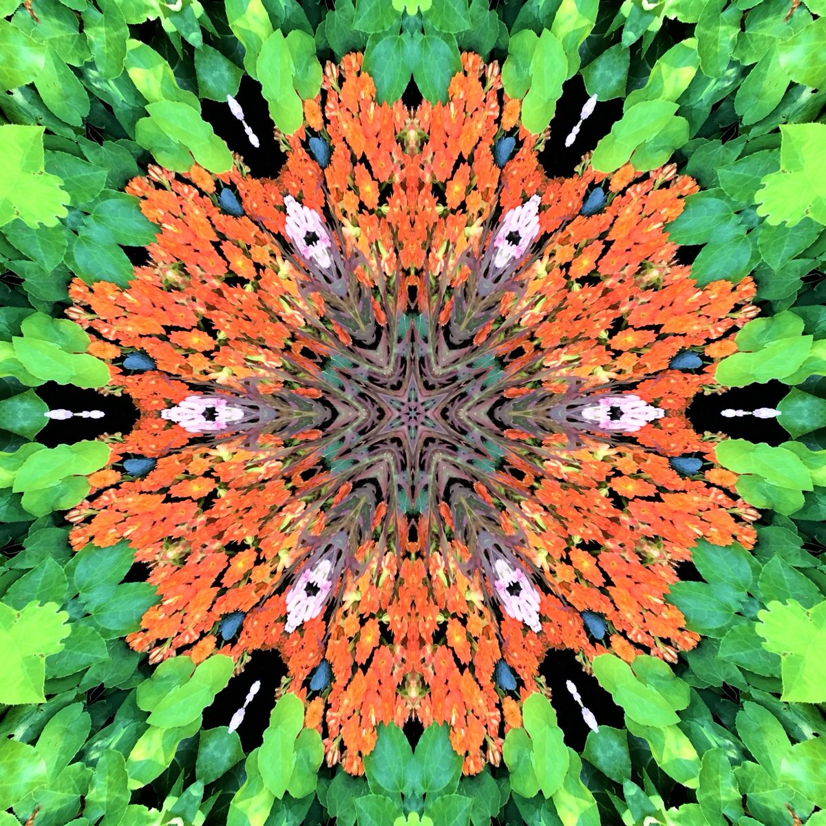 GoetterfunkenDE's tweet photo. From the art series „Götterfunken (Nature Mandalas)“

#Götterfunken #NatureMandalas #SparkOfTheGods #Art #Photography #DigitalArt #PureNature #Flowers #Plants #Meditation #Yoga #Peace #Freedom #InwardReflection #Sacred #Life #Creation #Gaia #PrimordialSource #Love #Iam https://t.co/oaMetHvPMi