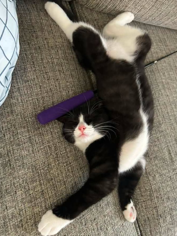 ModernCatMag's tweet photo. Happy #TummyTuesday from Ranger! 🐱✨

📸: Ranger and his human, Amy!⁠ (via Facebook) https://t.co/RGs0HmnHFZ