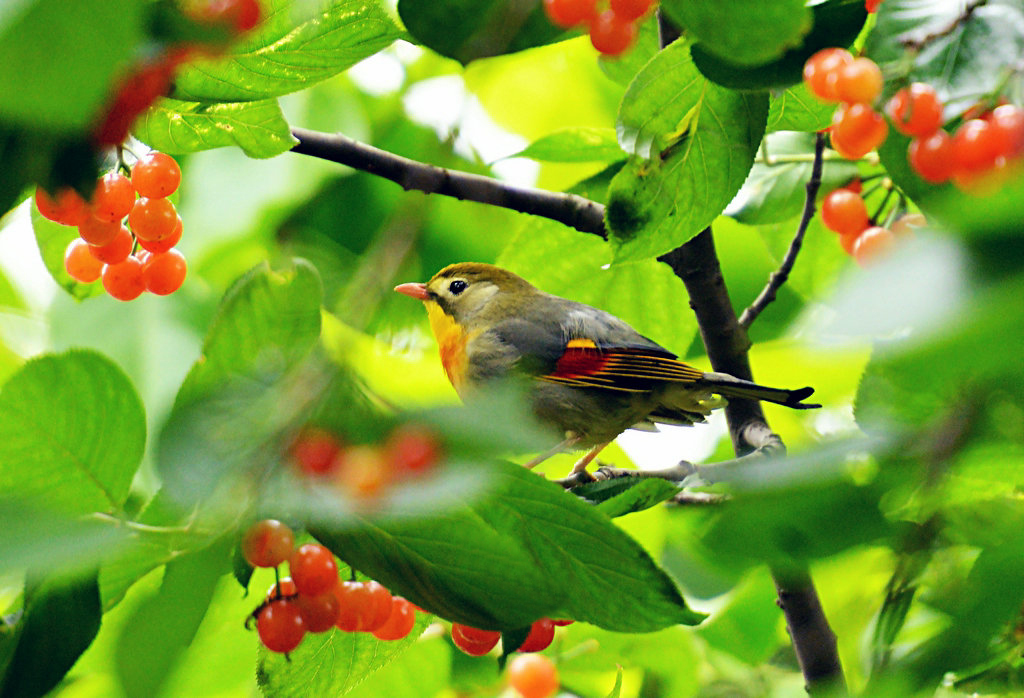 matthe_775's tweet photo. [The quick flight over the orchard shows the plump, fresh cherries that make this season special!]， https://t.co/SA5sp0nWjv