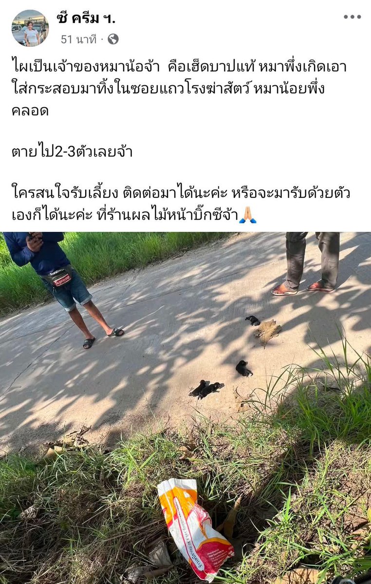 malimalineee's tweet photo. ”ใจพวกคนที่มาทิ้ง บอดมาก “

คนใจบาปนำลูกหมามาทิ้ง😭 หมาพึ่งคลอดจับแยกแม่ลูกเอาแต่ลูกใส่กระสอบมาทิ้งข้างทางกลางแดด ลูกหมาร้องหาแม่คลานเต็มถถน  คนแถวนั้นเลยช่วยไว้ 

หากใครอยากเลี้ยงน้องหมาติดต่อได้ที่ร้านผลไม้แถวหน้าบิ๊กซี อ.น้ำโสม อุดร

ใครอยากเลี้ยงน้องติดต่อได้ที่นี่เลย  หรือร้านผลไม้แถวหน้าบิ๊กซีน้ำโสมอุดร
https://t.co/YMyHWHmxNm