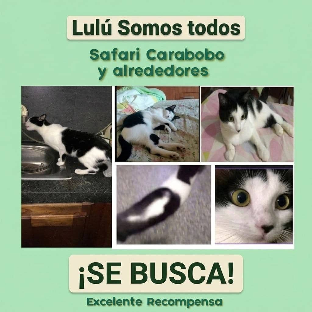 NuriTrejo's tweet photo. 2Oct. 🚨 🇻🇪 Atención! Safari #Carabobo y alrededores, seguimos buscando a Lulú. Excelente Recompensa. Si sabes dónde está, contáctanos: 04120337999 WhatsApp y/o por DM en X, @NuriTrejo. #EncuentraALulu.

¡Lulú Somos Todos! #DejateAdoptar 🐶🐱...#SinAbandono #SinMaltrato https://t.co/TX6szpRZVO