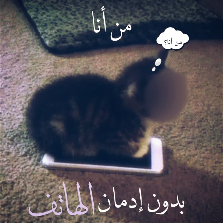 tuliprav0ll_ tweet picture