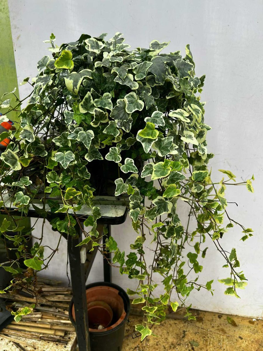 PenelopeRocgpp's tweet photo. Transformé una vieja lata en una maceta bonita para mis suculentas Reciclar es genial!， https://t.co/T0kCGPgfIT