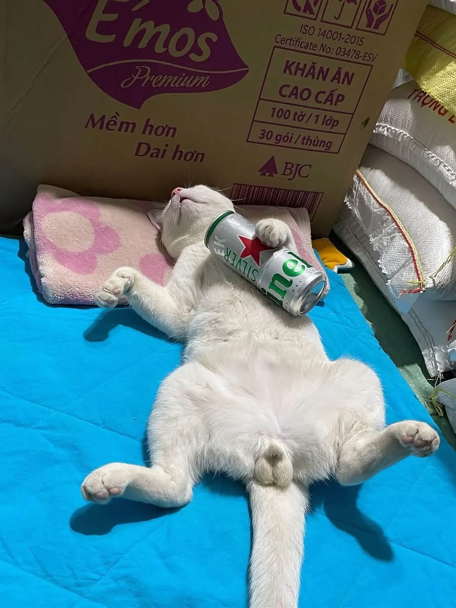 cats_auras's tweet photo. Stumbling around all tipsy, so I hand him a beer can and he turns into a total middle-aged dude. https://t.co/tHVJDPYAxt