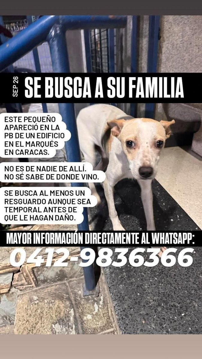 PerroUsuario's tweet photo. Busca a su familia humana o alguien que le brinde amor y un hogar responsable https://t.co/Nra9xUU9Uj