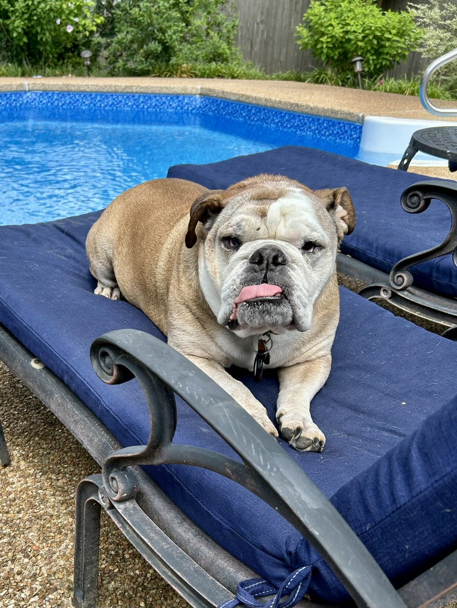 BaileyBulldog's tweet photo. My sweet angel and gentle Munch turned 10 years old.  Words cannot describe how wonderful he is.  ❤️❤️❤️

#bestdogever #englishbulldog https://t.co/ZBvAqJzwI6