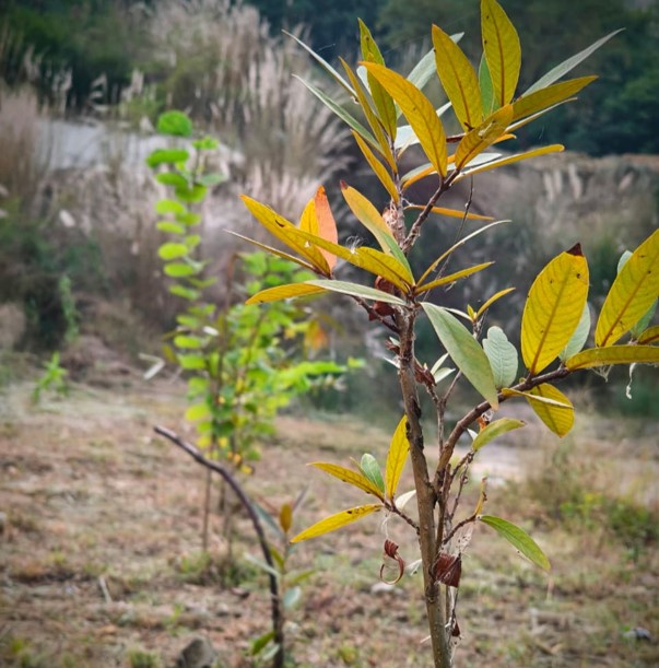 IIMJammu's tweet photo. #CareForNature #ResponsibleLeadership https://t.co/sGPTrsSFI6