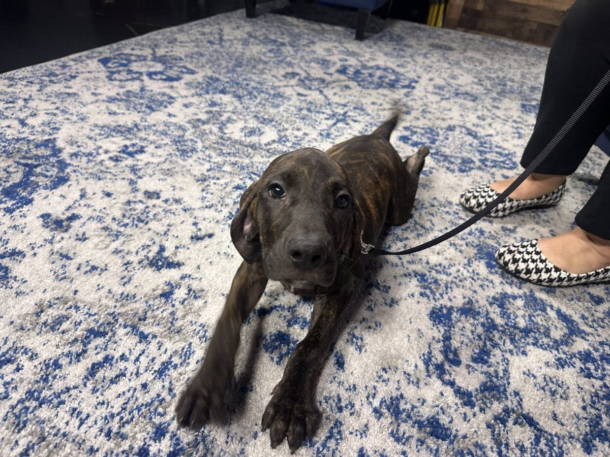 AlexCorradetti's tweet photo. 🐶ADOPT HEATH!! He’s available with @WiscHumane #Milwaukee campus! 
@CBS58 https://t.co/wPTp4f6o5C