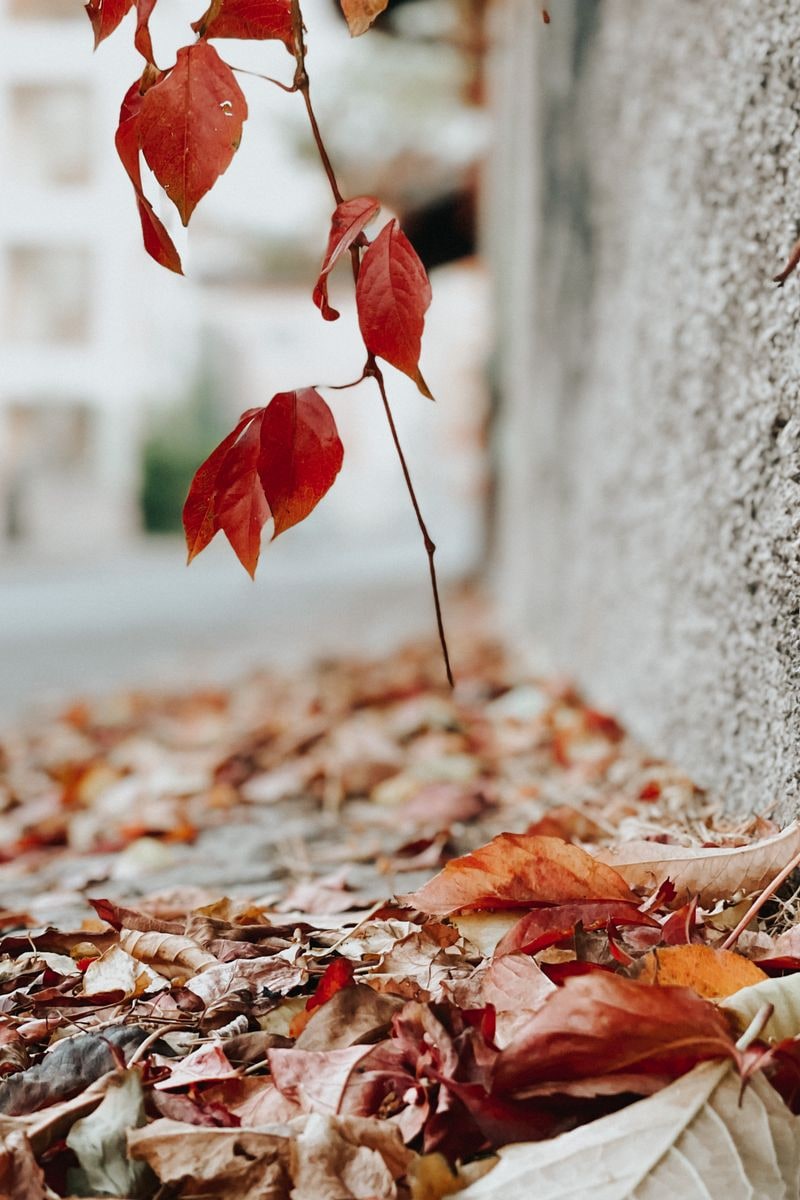 carlbeent's tweet photo. these fall vibes are on point, loving the crunch of leaves underfoot! 🍂 https://t.co/hjHo5PmKxO
