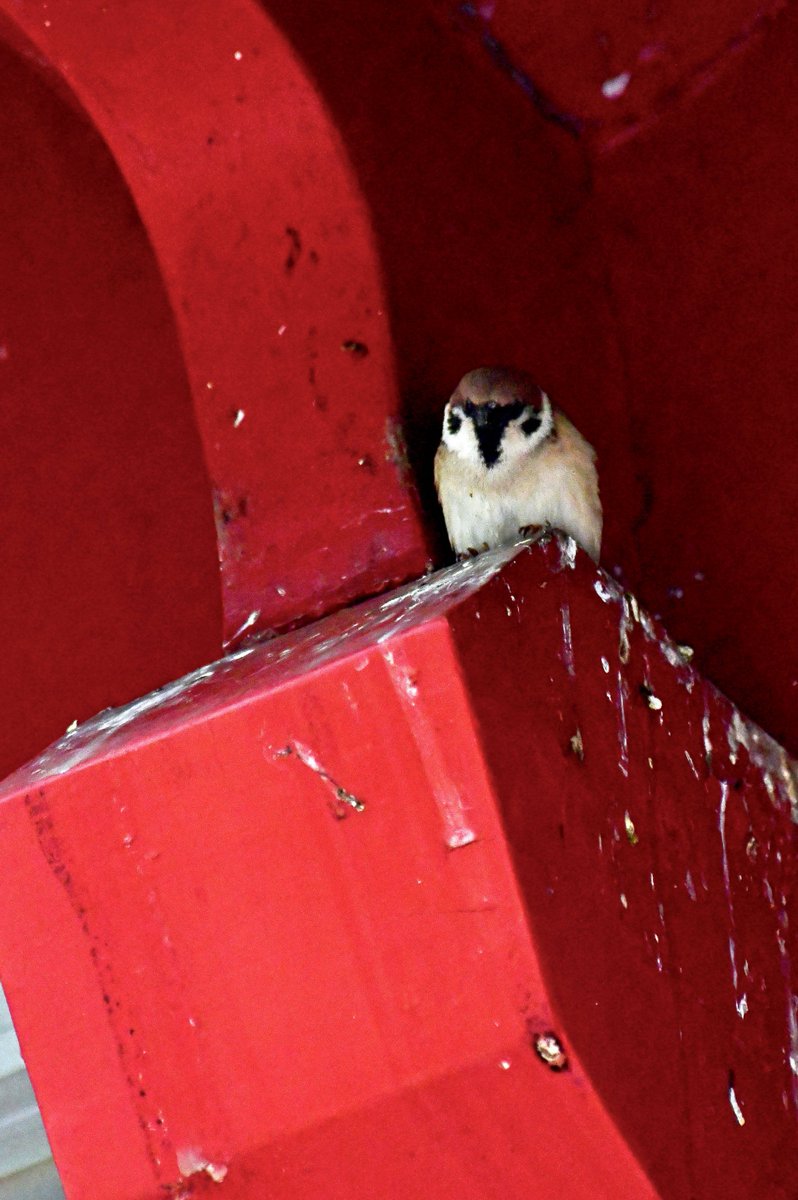 prexslv87e's tweet photo. [The ancient stable’s roof has a lovely little sparrow perched gently on a beam.]， https://t.co/FjAUKWwo5v