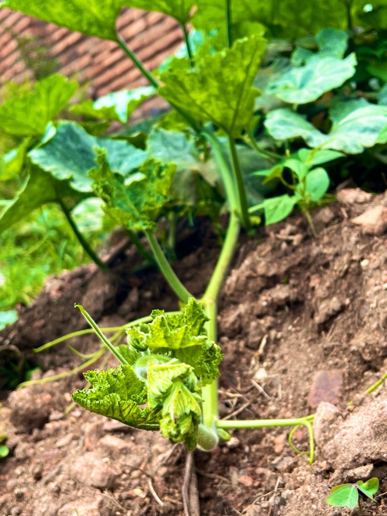 Biocharinagri's tweet photo. Pumpkin enriches soil by covering it, reducing erosion and weeds. Its leaves retain moisture, roots loosen earth and decaying vines return nutrients, boosting fertility and improving soil structure for healthier future crops naturally. https://t.co/i97yqUhICY