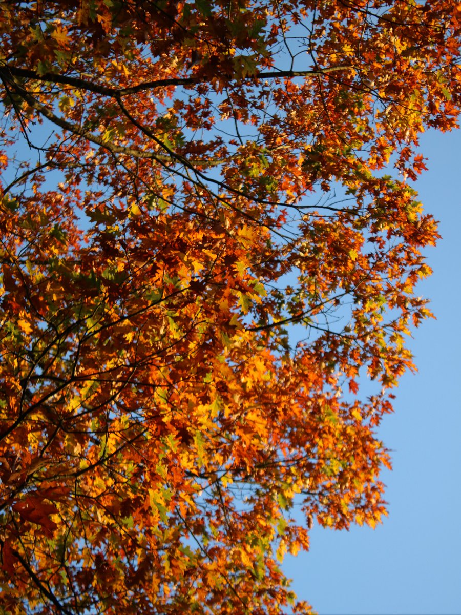 MaryseHeart's tweet photo. Today is all about autumn leaves, hot soup, and cozy vibes. ☕ https://t.co/JXpCM10kFP