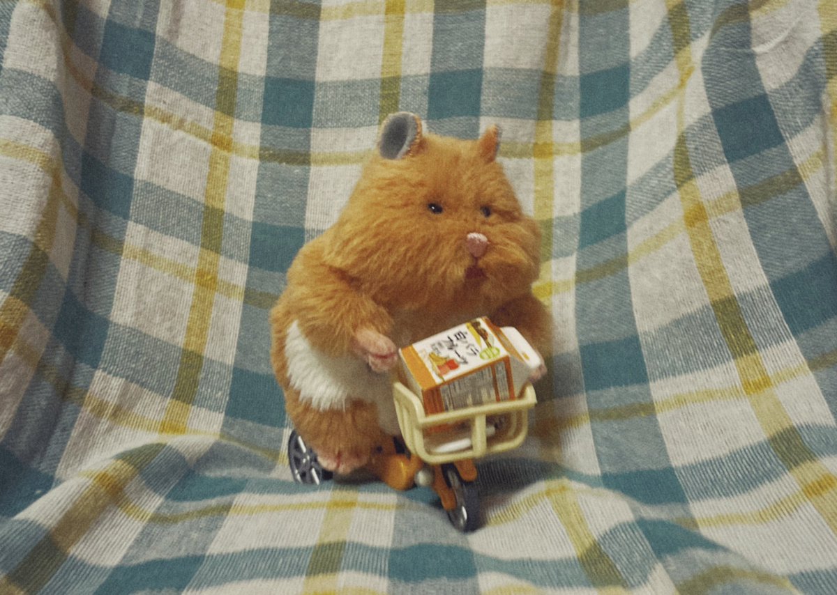 chimadaaa's tweet photo. 真剣そのもの #はむにぎり https://t.co/W0k3NP3JCZ