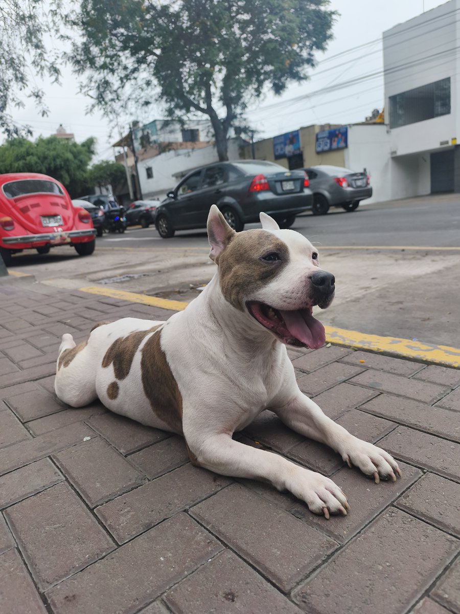 Teraflops's tweet photo. Perrito perdido en Barranco.

Av Nicolás de Piérola 265 (Notaría Sofia Ode).

Hoy viernes 02 de octubre.

No tiene correa, ni identificación.

Si vives x la zona o ves este post, RT hasta que encuentre a su dueño, está en la Notaría pero quiere huir. https://t.co/zljwGNu2aa