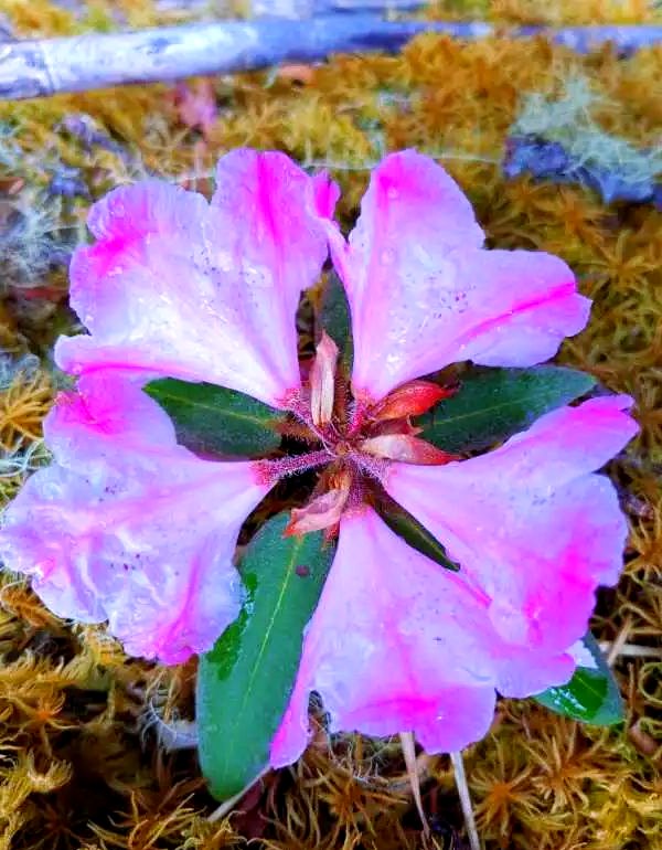 edward_hil_64's tweet photo. New species discovered by Zidui Liang! The rare purple specimen marks a huge botanical breakthrough—exciting news for plant lovers! https://t.co/fKS8Q2GobG