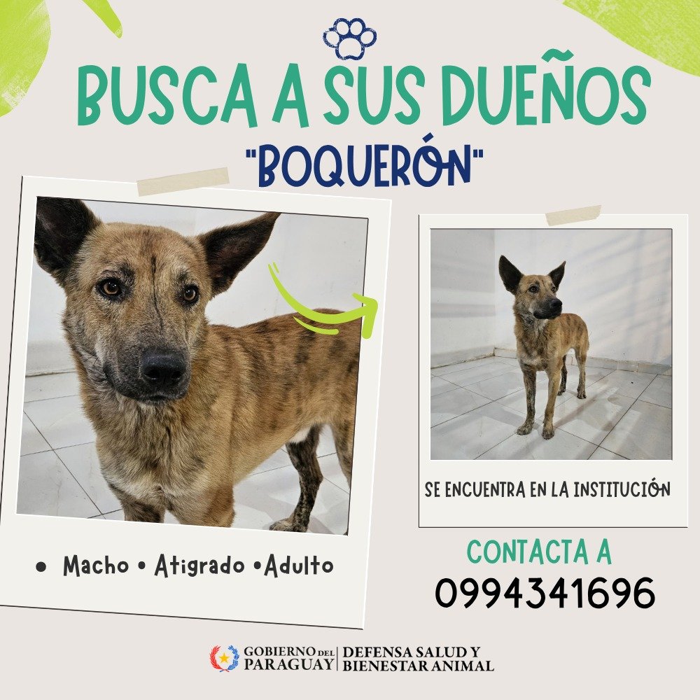 defensanimalpy's tweet photo. ¡Ayudemos a "Boquerón" a volver a casa! 🏡🐾

A este dulce perrito lo bautizamos con el nombre de Boquerón. Se encuentra actualmente resguardado en nuestra institución tras ser encontrado en Asunción, en la zona de la Plaza Uruguaya.

Es Macho, Atigrado, Adulto https://t.co/45sHighMf5