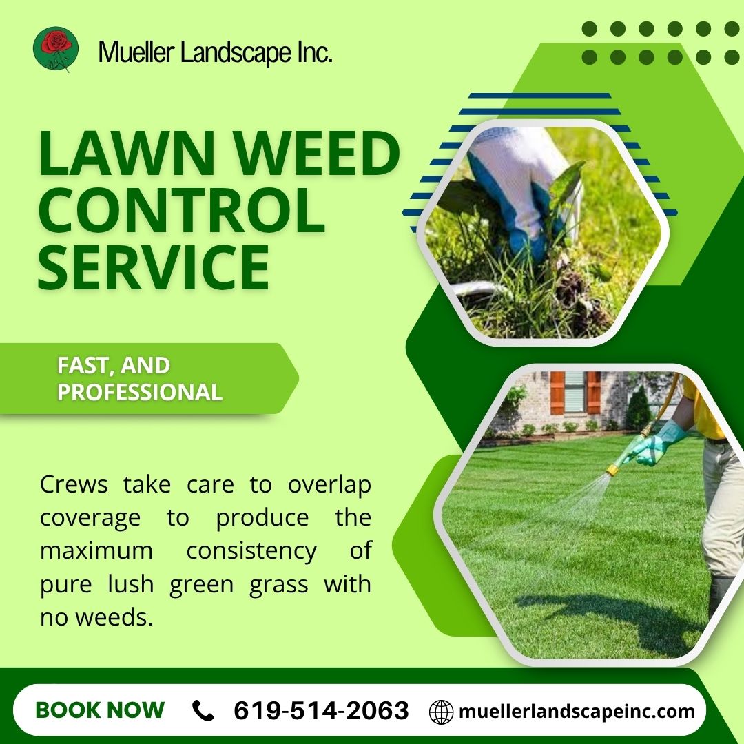 MuelleLandscape's tweet photo. Take control of your lawn 🚫🌿 Smooth, clean, and weed-free!
.
.
.
.
#WeedFree #LawnCare #GardenMaintenance #GreenSpace #YardGoals https://t.co/mDGjkflFVz